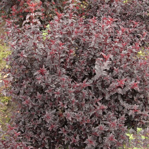신품종 국수나무 묘목 자엽국수(올블랙) 포트묘