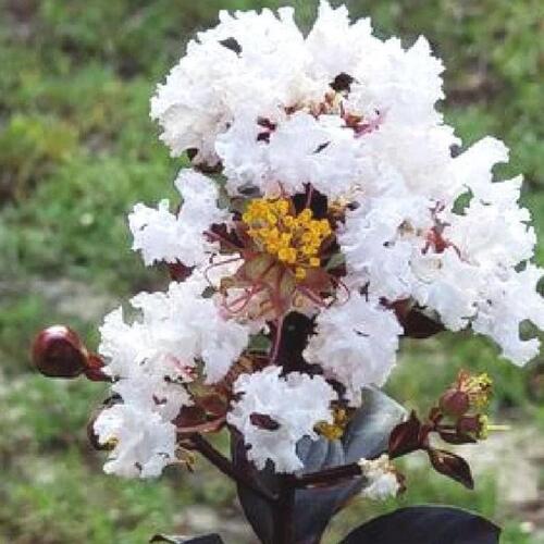 백일홍나무 묘목 자엽배롱 (블랙다이아몬드) 흰색꽃 삽목2년 화분묘