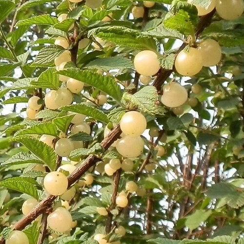 앵두나무 (흰앵두) 분묘
