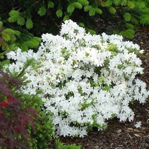 철쭉나무 묘목 하얀꽃 (백철쭉)  H0.4전후 5주묶음